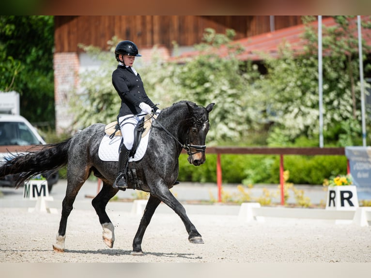 Fler ponnyer/små hästar Valack 12 år 148 cm Grå in Teodorów