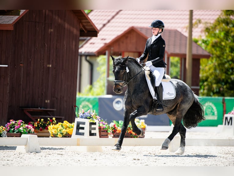 Fler ponnyer/små hästar Valack 12 år 148 cm Grå in Teodorów