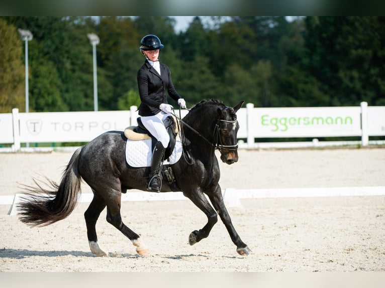 Fler ponnyer/små hästar Valack 12 år 148 cm Grå in Teodorów