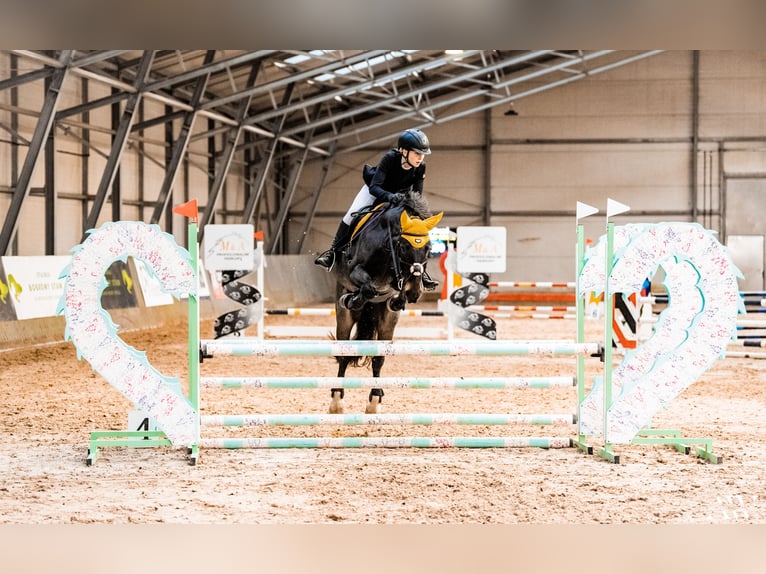 Fler ponnyer/små hästar Valack 12 år 148 cm Grå in Teodorów