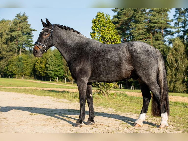 Fler ponnyer/små hästar Valack 12 år 148 cm Grå in Teodorów