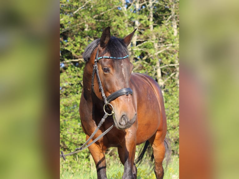 Fler ponnyer/små hästar Valack 12 år 152 cm Brun in Tannhausen