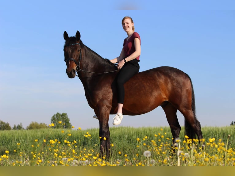 Fler ponnyer/små hästar Valack 12 år 152 cm Brun in Tannhausen