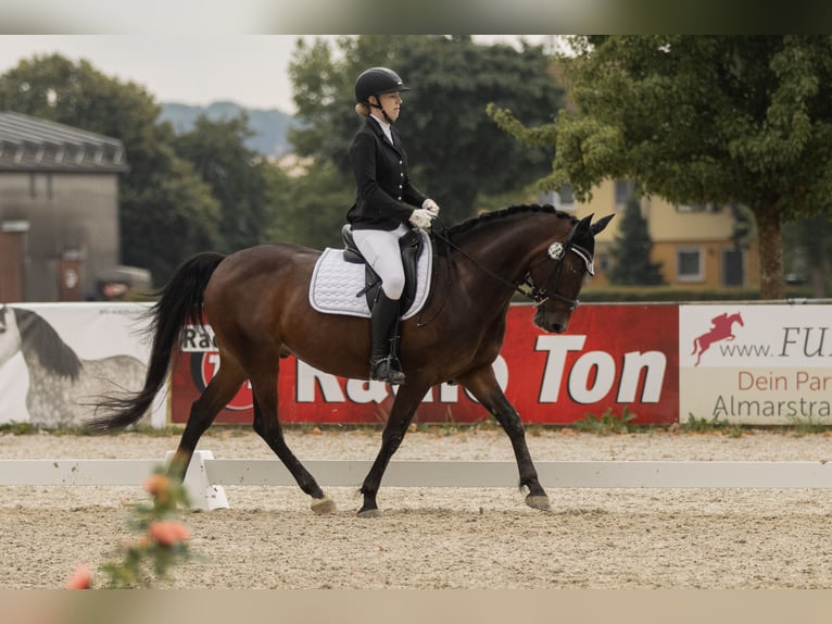 Fler ponnyer/små hästar Valack 12 år 152 cm Brun in Tannhausen