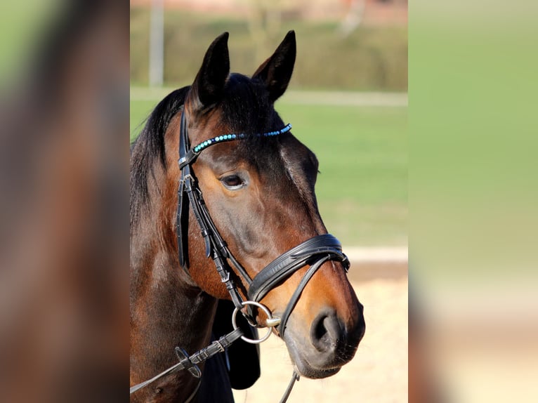 Fler ponnyer/små hästar Valack 12 år 152 cm Brun in Tannhausen