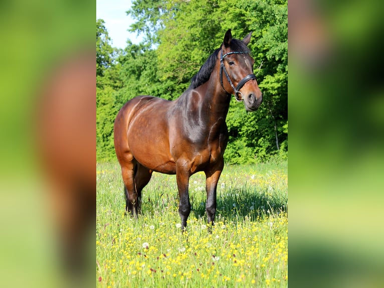 Fler ponnyer/små hästar Valack 12 år 152 cm Brun in Tannhausen