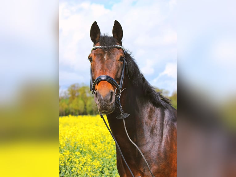 Fler ponnyer/små hästar Valack 12 år 152 cm Brun in Tannhausen