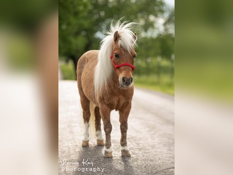 Fler ponnyer/små hästar Valack 12 år 81 cm Palomino in Mount Vernon, MO