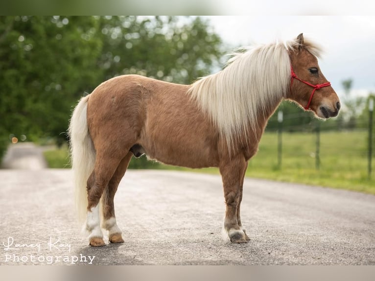 Fler ponnyer/små hästar Valack 12 år 81 cm Palomino in Mount Vernon, MO