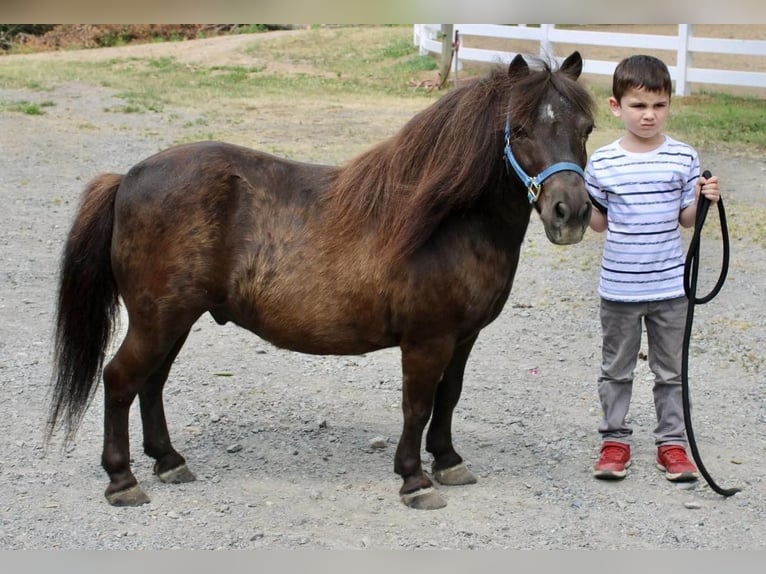 Fler ponnyer/små hästar Valack 13 år 102 cm Brun in Allentown, NJ