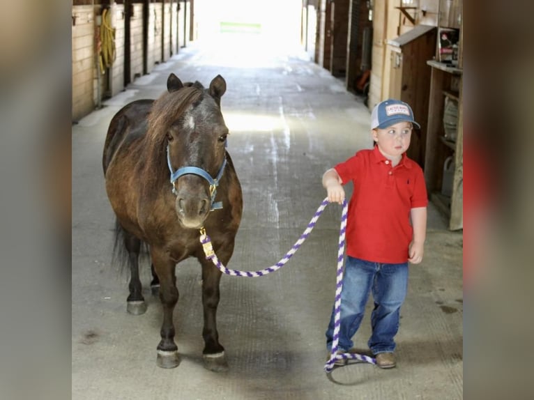 Fler ponnyer/små hästar Valack 13 år 102 cm Brun in Allentown, NJ