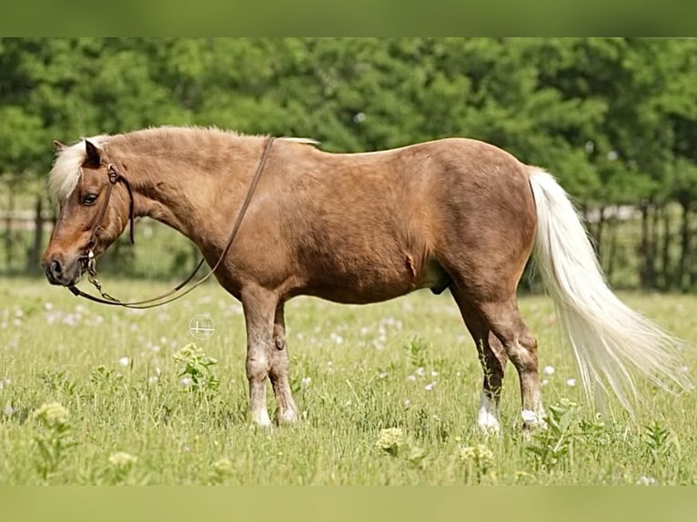 Fler ponnyer/små hästar Valack 13 år 102 cm Palomino in Weatherford, TX