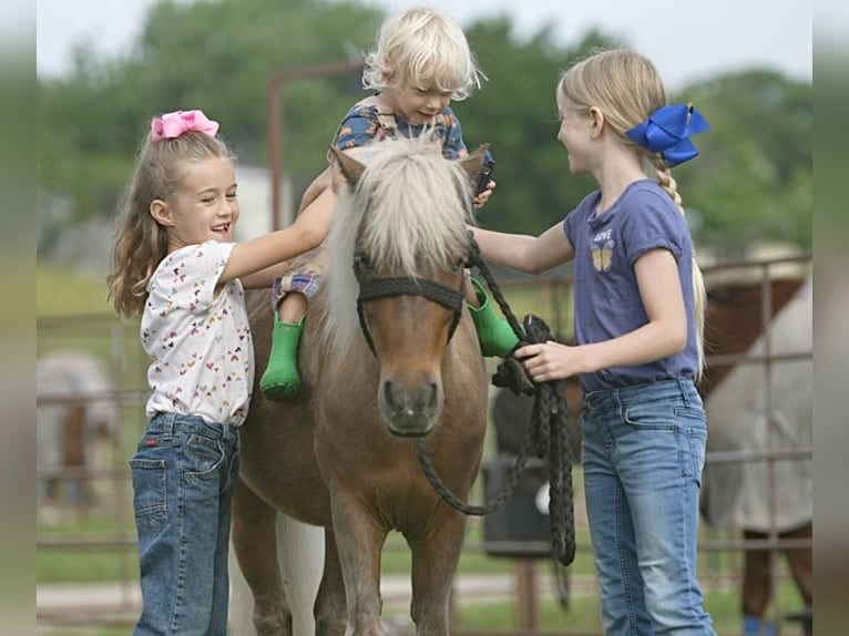Fler ponnyer/små hästar Valack 13 år 102 cm Palomino in Weatherford, TX