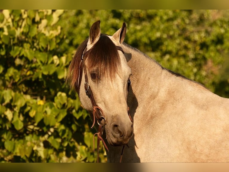 Fler ponnyer/små hästar Valack 13 år 122 cm Gulbrun in Fresno, OH