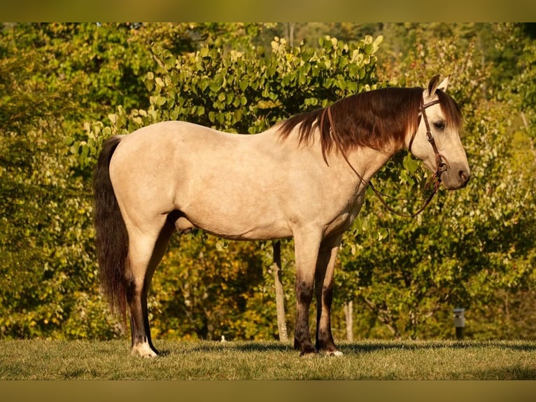 Fler ponnyer/små hästar Valack 13 år 122 cm Gulbrun in Fresno, OH