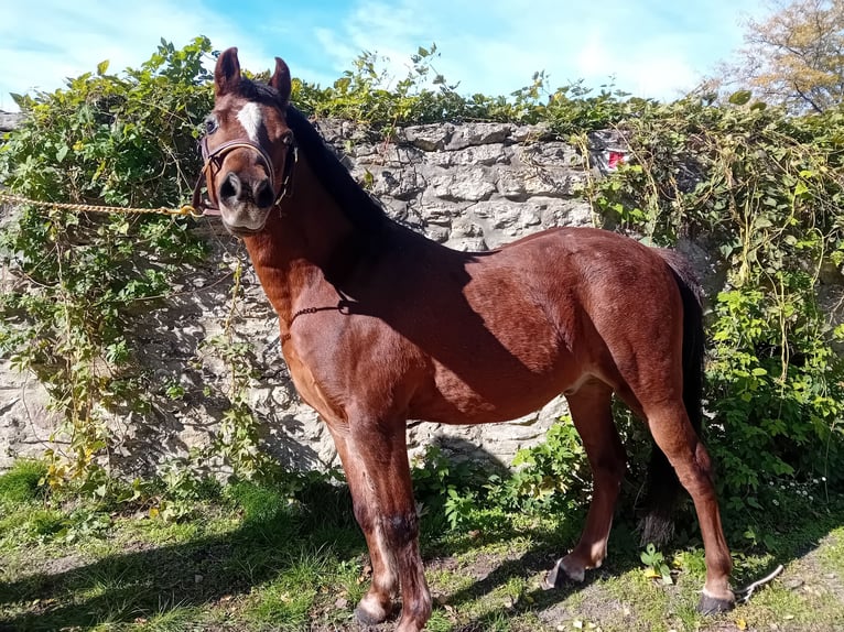 Fler ponnyer/små hästar Blandning Valack 13 år 125 cm fux in Bakonyszentlászló