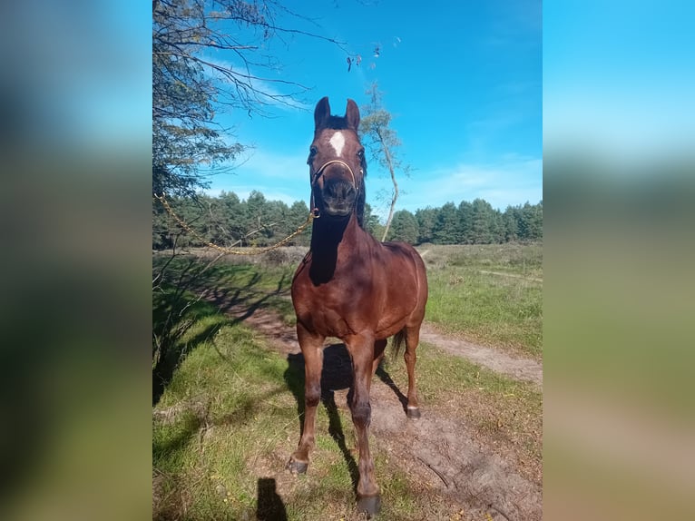 Fler ponnyer/små hästar Blandning Valack 13 år 125 cm fux in Bakonyszentlászló