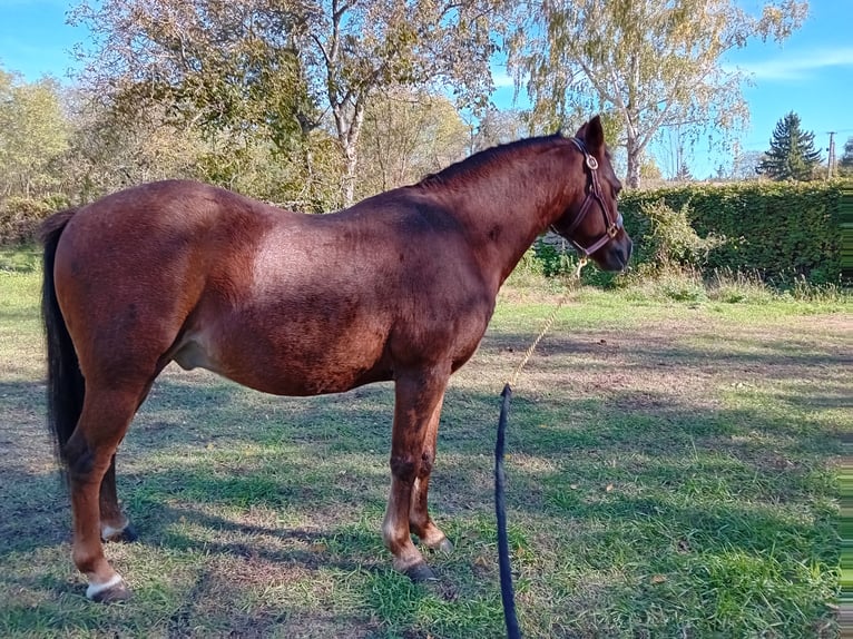 Fler ponnyer/små hästar Blandning Valack 13 år 125 cm fux in Bakonyszentlászló