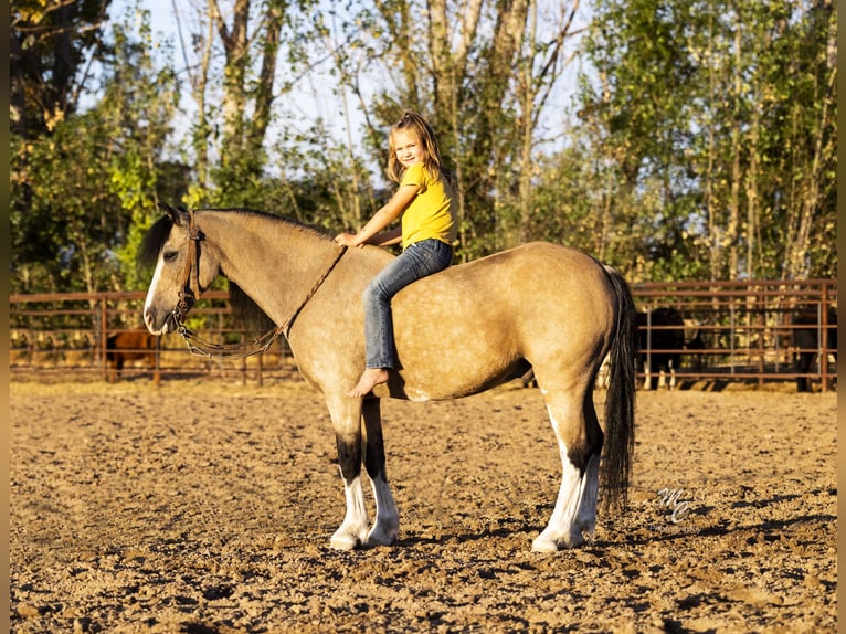 Fler ponnyer/små hästar Valack 13 år 127 cm Gulbrun in Caldwell, ID