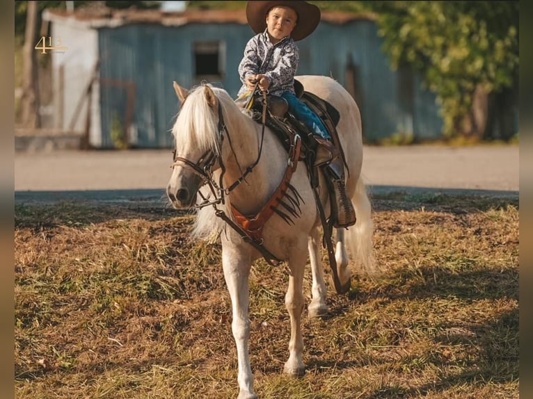 Fler ponnyer/små hästar Valack 13 år 132 cm Palomino in Weatherford, TX