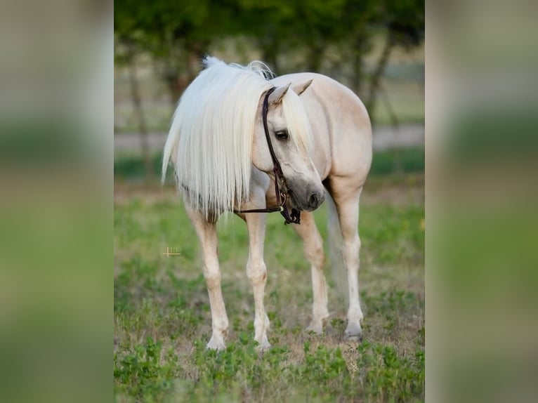 Fler ponnyer/små hästar Valack 13 år 132 cm Palomino in Weatherford, TX