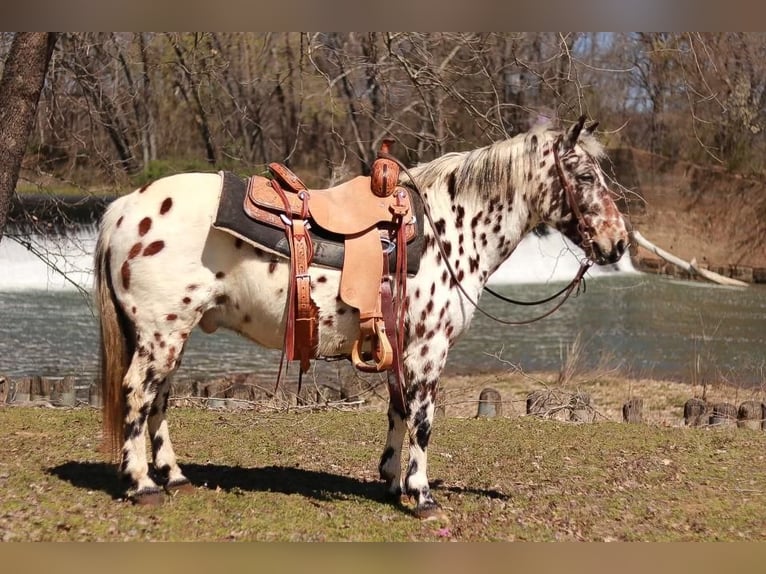 Fler ponnyer/små hästar Valack 13 år 132 cm in Sallisaw, OK