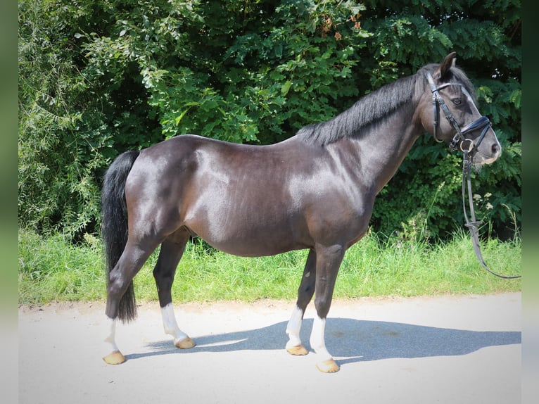 Fler ponnyer/små hästar Valack 13 år 135 cm Svart in Braunschweig