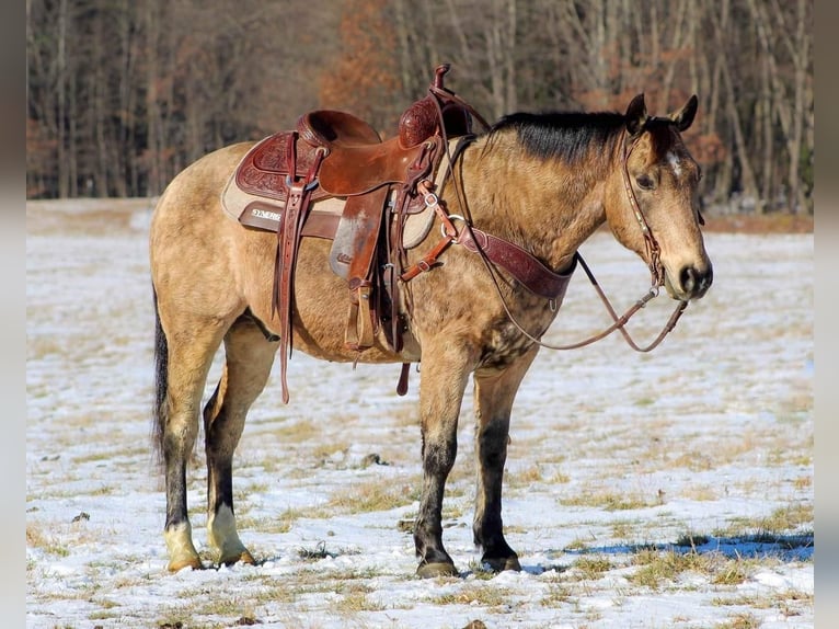Fler ponnyer/små hästar Valack 13 år 142 cm Gulbrun in Shippenville, PA