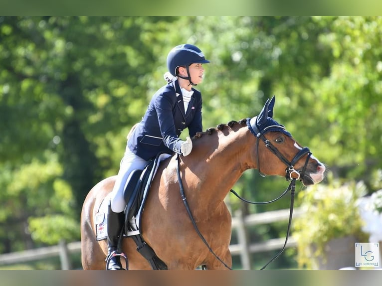 Fler ponnyer/små hästar Valack 13 år 148 cm fux in Martfeld