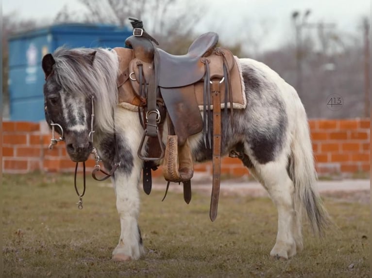 Fler ponnyer/små hästar Valack 13 år 91 cm in Weatherford, TX