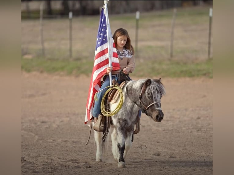 Fler ponnyer/små hästar Valack 13 år 91 cm in Weatherford, TX
