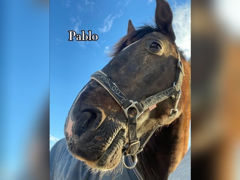 Fler ponnyer/små hästar Valack 14 år 135 cm Palomino in Lançon-Provence