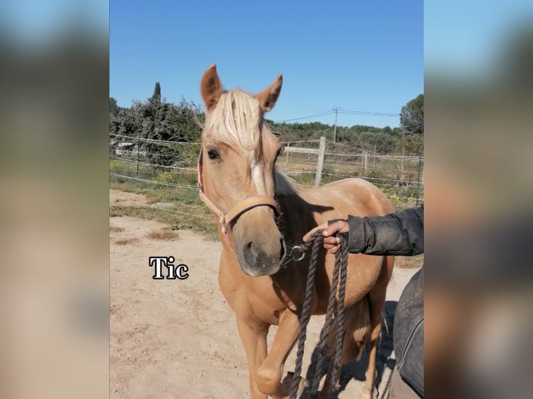 Fler ponnyer/små hästar Valack 14 år 135 cm Palomino in Lançon-Provence