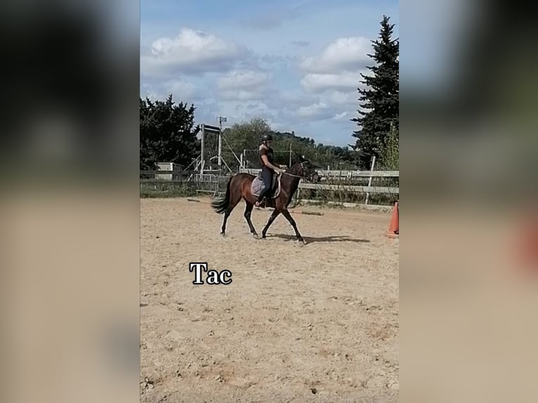 Fler ponnyer/små hästar Valack 14 år 135 cm Palomino in Lançon-Provence