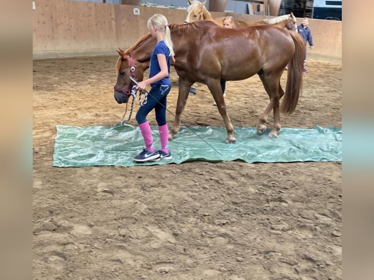 Fler ponnyer/små hästar Valack 14 år 141 cm fux in Ladelund