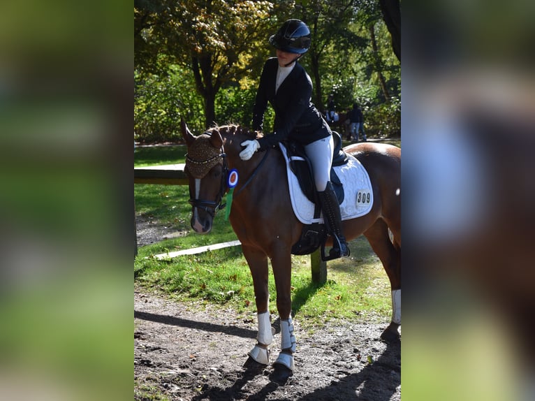 Fler ponnyer/små hästar Valack 14 år 141 cm fux in Ladelund