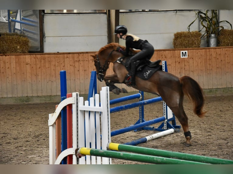 Fler ponnyer/små hästar Valack 14 år 141 cm fux in Ladelund