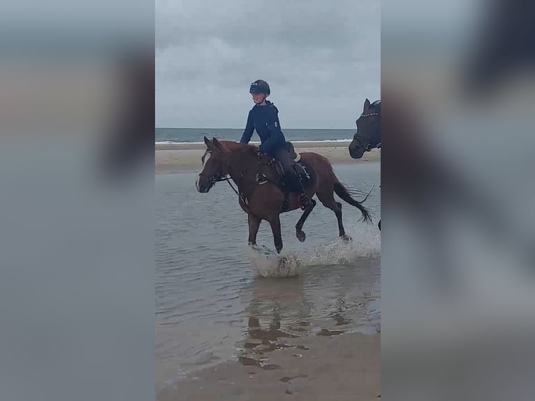 Fler ponnyer/små hästar Valack 14 år 141 cm fux in Ladelund