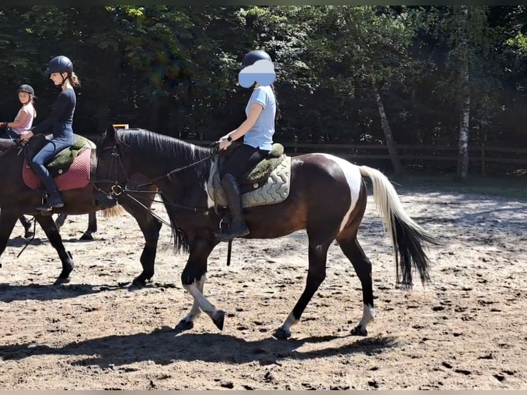 Fler ponnyer/små hästar Valack 14 år 156 cm Pinto in Braunschweig