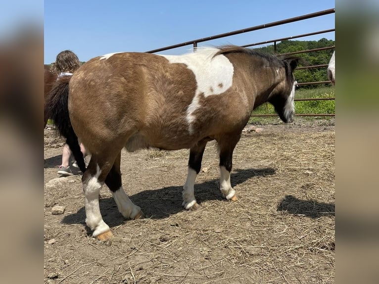 Fler ponnyer/små hästar Valack 14 år 89 cm Gulbrun in Halfway, MO