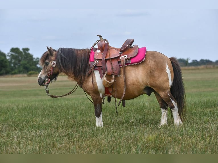 Fler ponnyer/små hästar Valack 14 år 89 cm Gulbrun in Halfway, MO