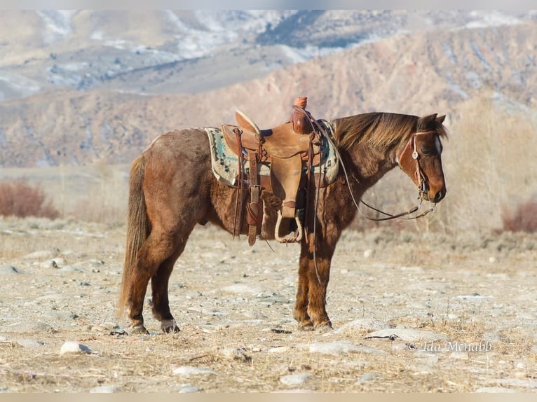 Fler ponnyer/små hästar Valack 15 år 127 cm Rödskimmel in Cody, WY