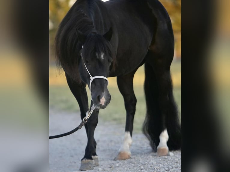 Fler ponnyer/små hästar Valack 16 år 122 cm Svart in Weatherford, TX