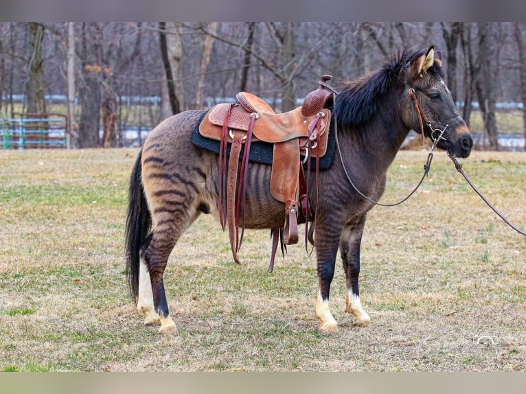 Fler ponnyer/små hästar Blandning Valack 16 år Black in Jonestown, PA