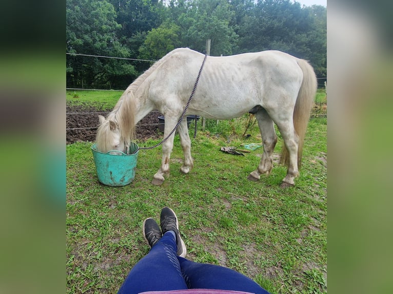 Fler ponnyer/små hästar Blandning Valack 17 år 124 cm Cremello in Janneby