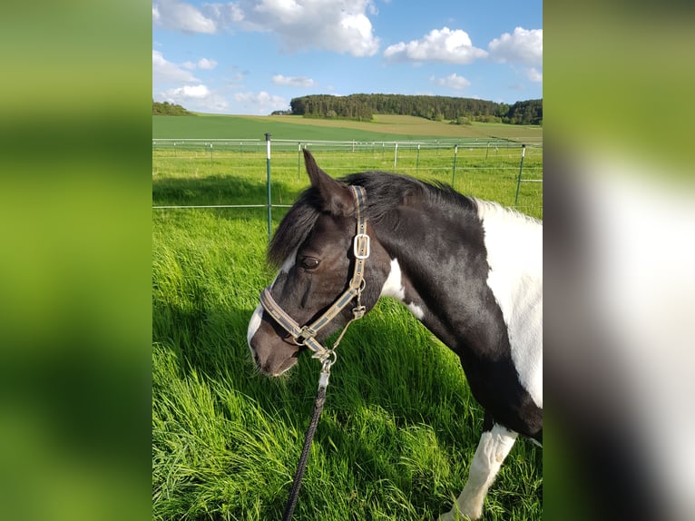 Fler ponnyer/små hästar Blandning Valack 17 år 142 cm Pinto in Witzenhausen