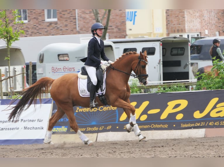 Fler ponnyer/små hästar Valack 18 år 147 cm fux in Burgwedel