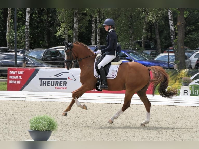 Fler ponnyer/små hästar Valack 18 år 147 cm fux in Burgwedel