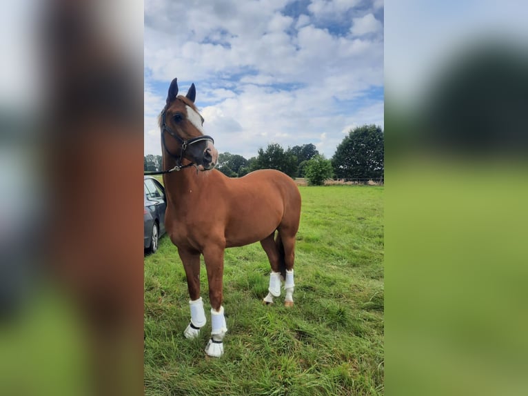 Fler ponnyer/små hästar Valack 18 år 147 cm fux in Burgwedel