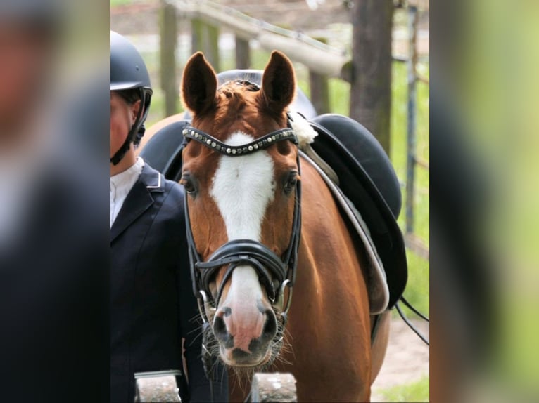 Fler ponnyer/små hästar Valack 18 år 147 cm fux in Burgwedel